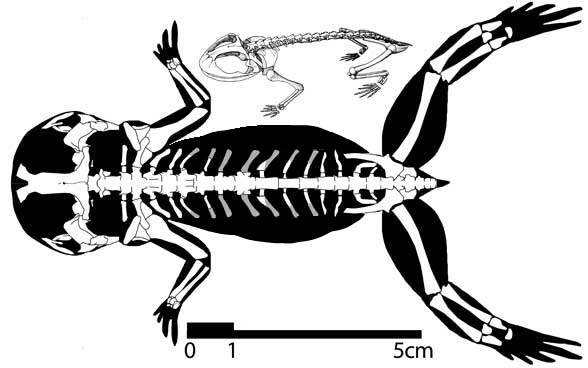 Triadobatrachus skeleton