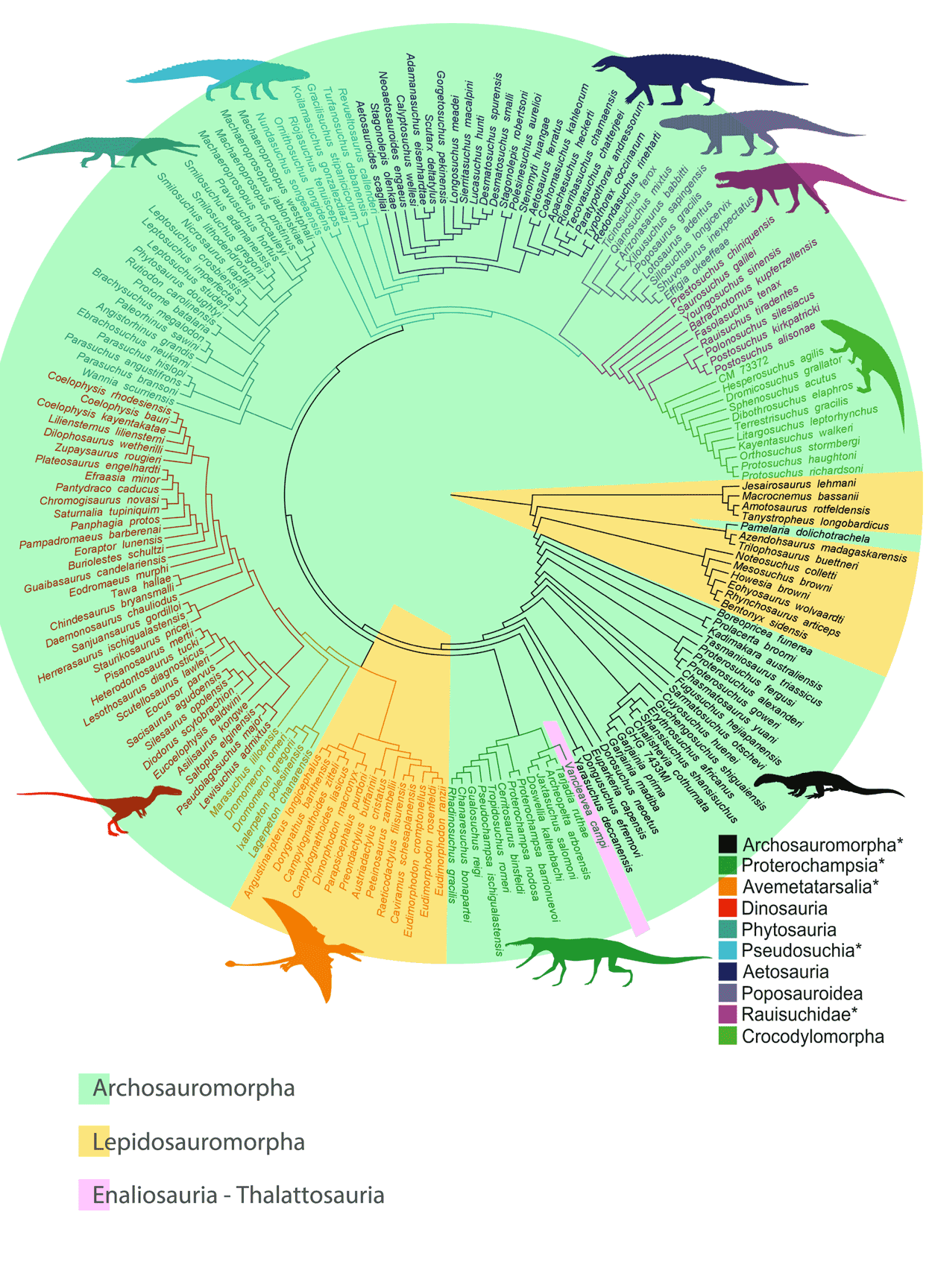 Allen et al. 2018 cladogram