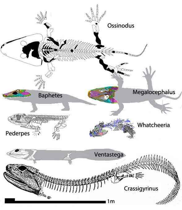 Crassigyrinus closest relatives incuding Ventastega