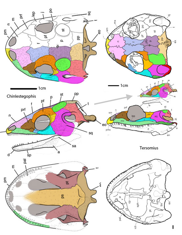 Chinlestegophis and Tersomius