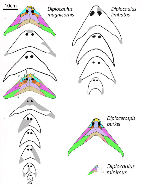 Diplocaulus ontogeny