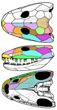 Ichthyostega skull