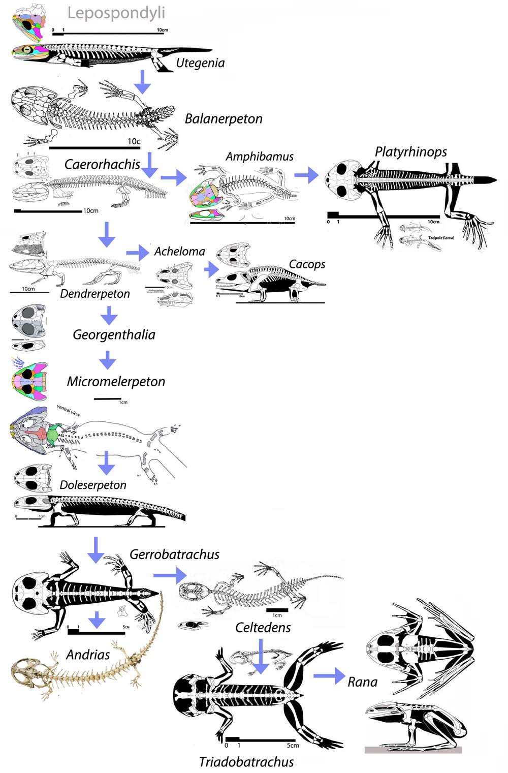 Basal Tetrapods - Lepospondyli