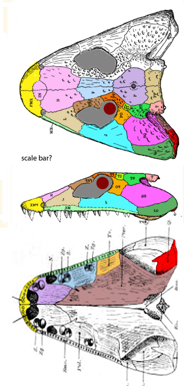 Loxomma skull