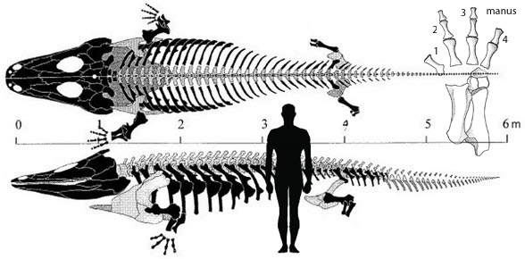 Mastodonsaurus skeleton