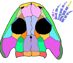 Micromelerpeton skull