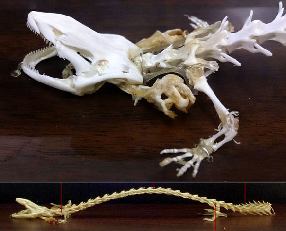 Necturus skeleton