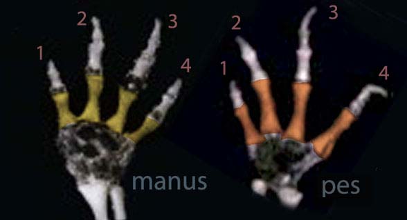Necturus manus and pes