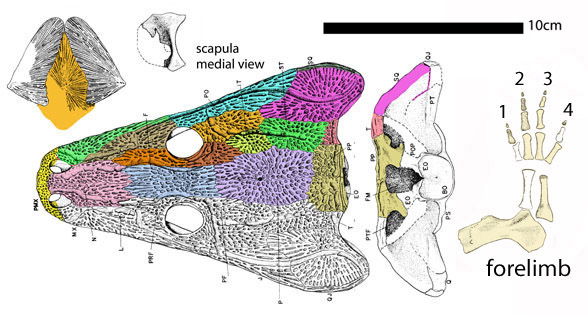 Neldasaurus dorsal skull