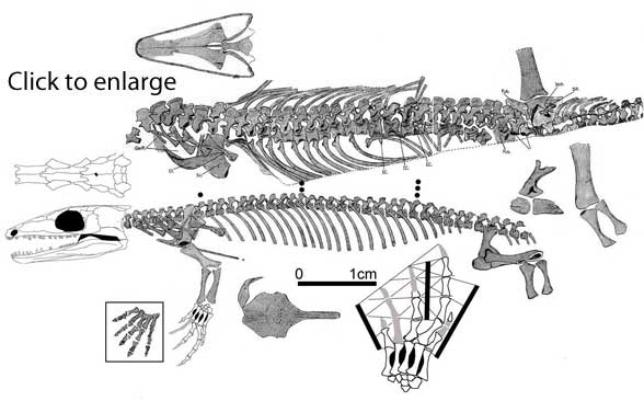 Not Gephyrostegus