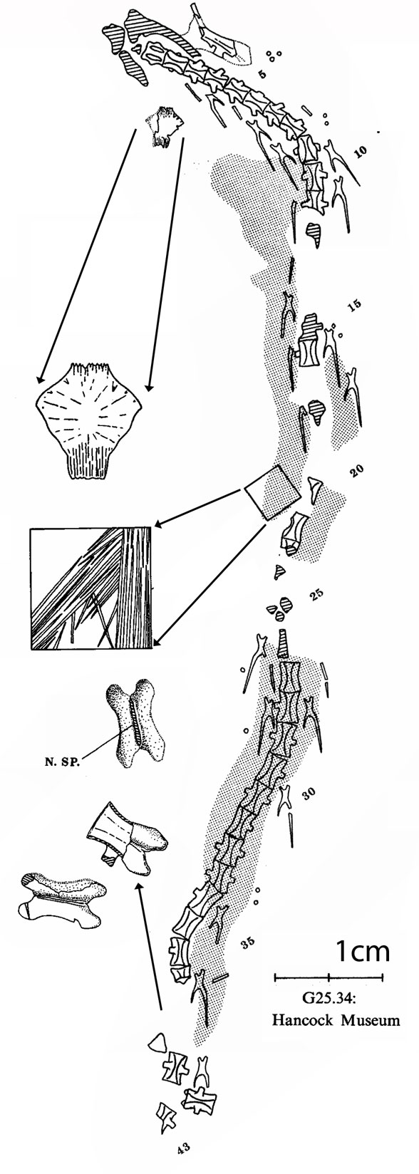 Ophiderpeton postcrania