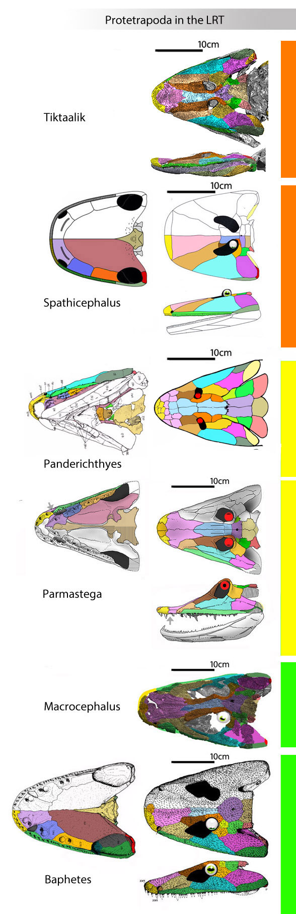 Protetrapod and Tetradpod skulls