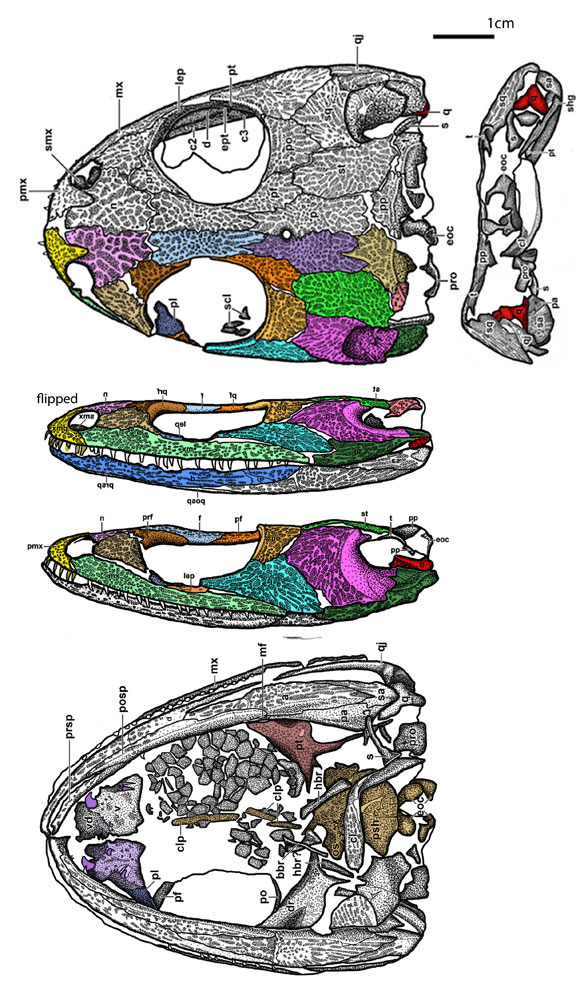 Pasawioops mayi skull