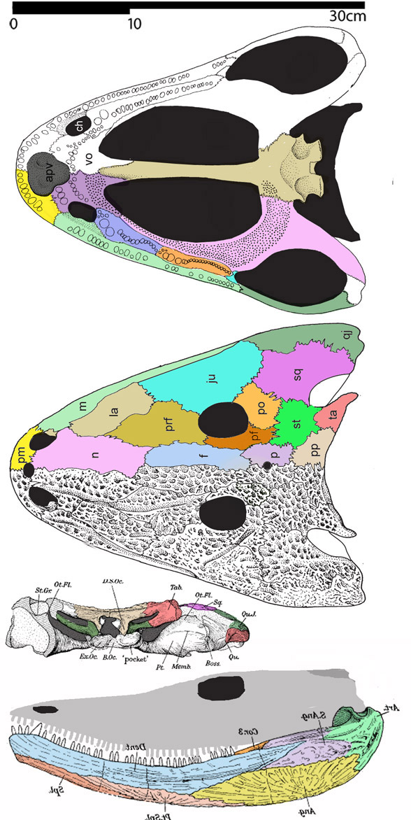 Rhineceps dorsal and mandible