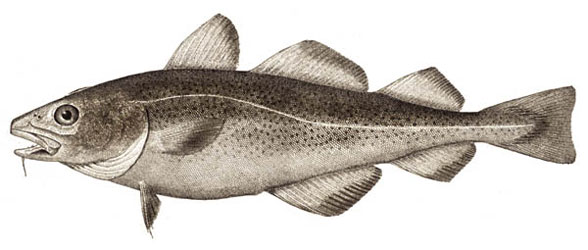 Atlantic cod Gadus morhua