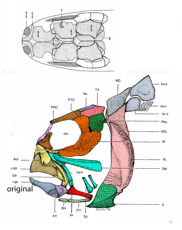 Austroptycodus skull