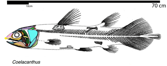Coelacanthus skeleton