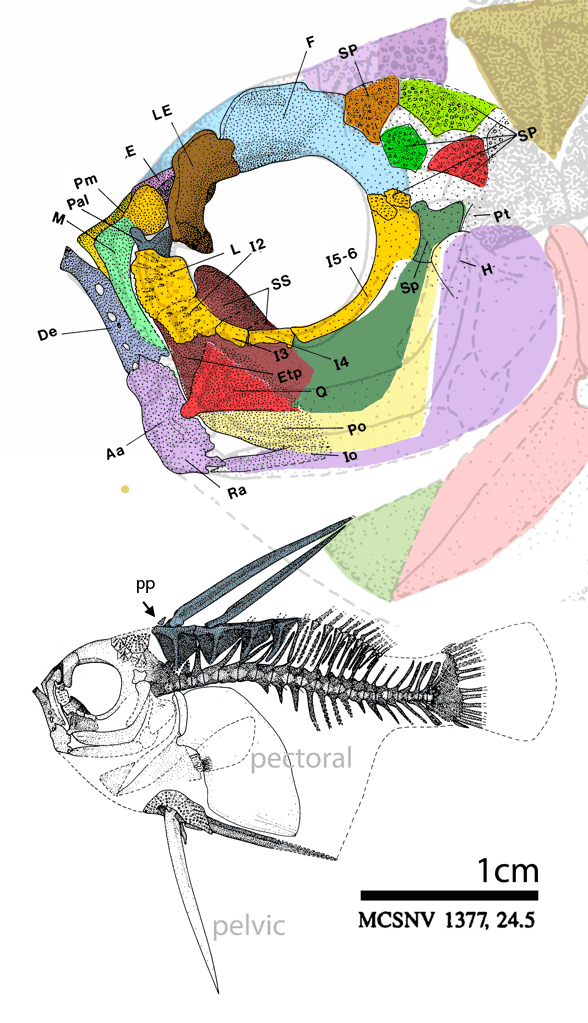 Cretatriacanthus guidottii