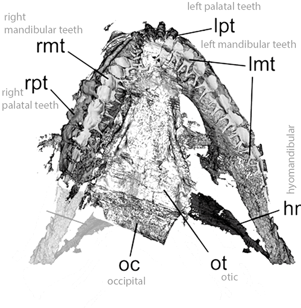 Doliodus teeth