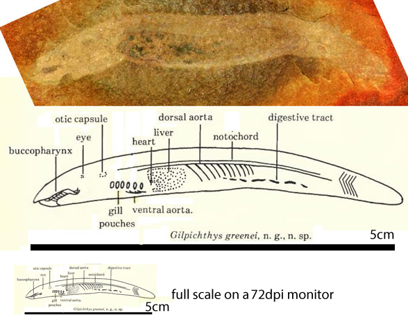 Glipichthys fossil and diagram