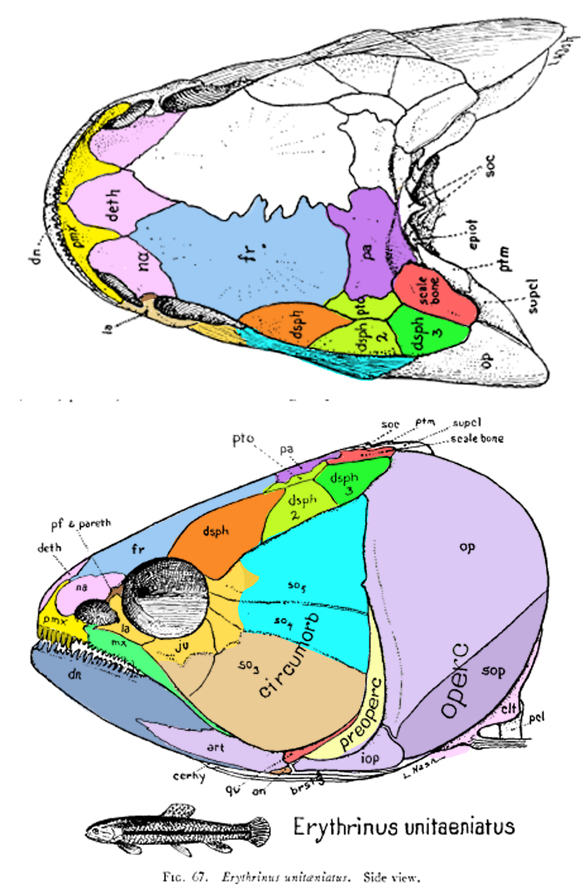 Hoplerythrinus skull diagram