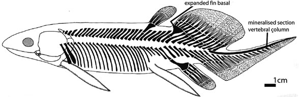 Howidipterus skeleton