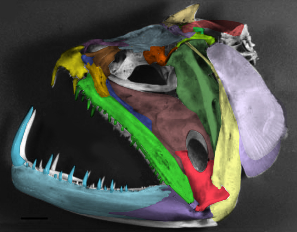 Hydrolycus skull inside