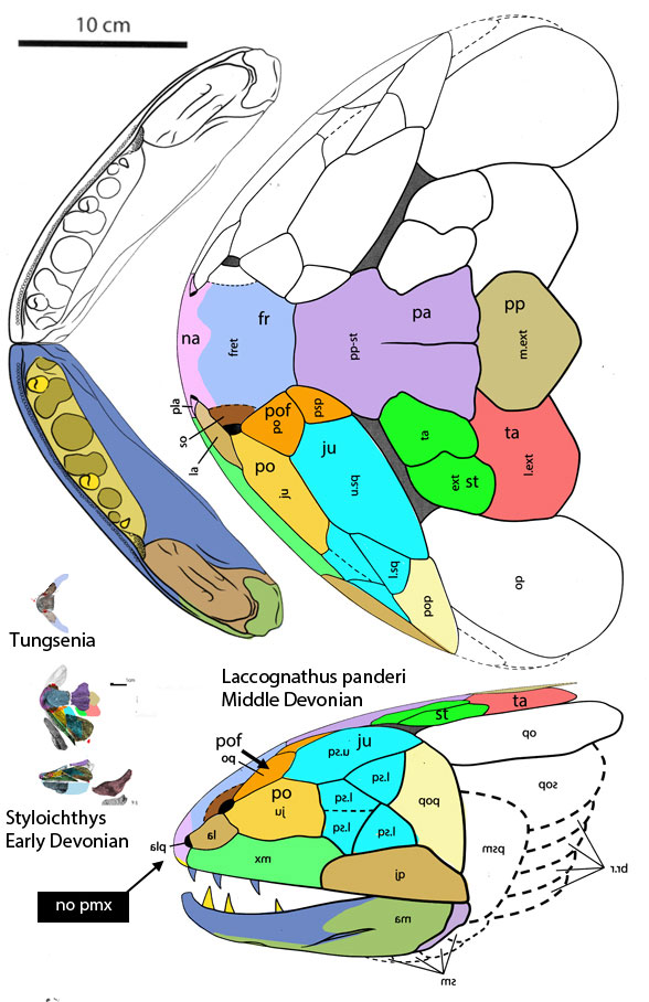 Laccognathus diagram