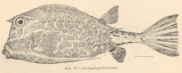 Lactophrys tricornis overall