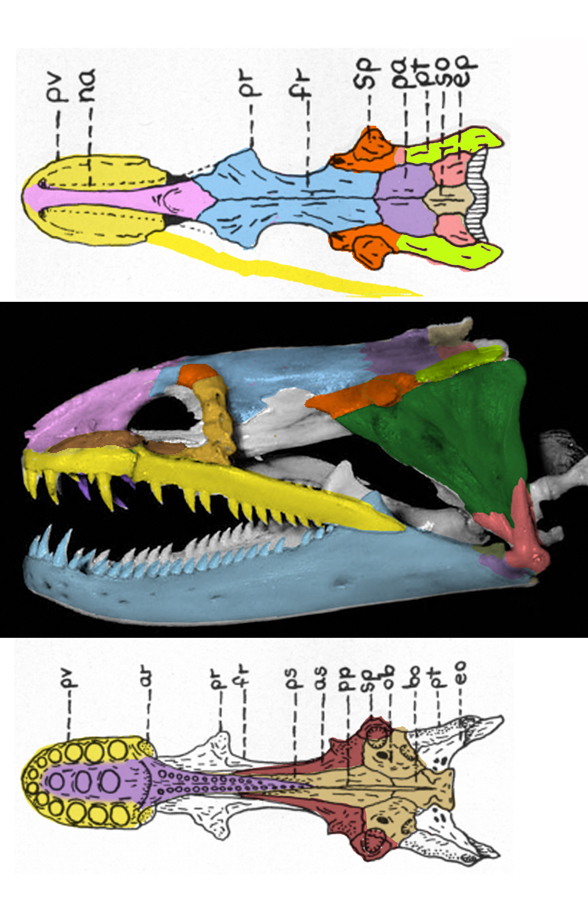 Gymnothorax moray eel skull