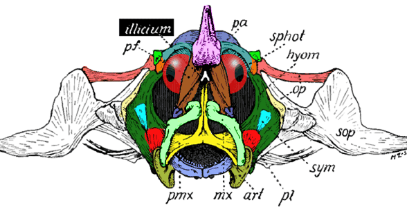 Ogocephalus anterior with illicium