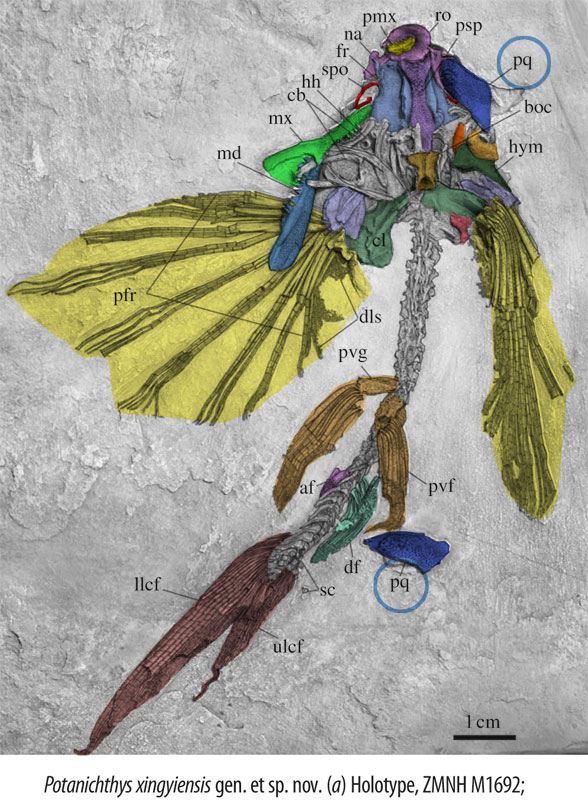 Potanichthys fins open