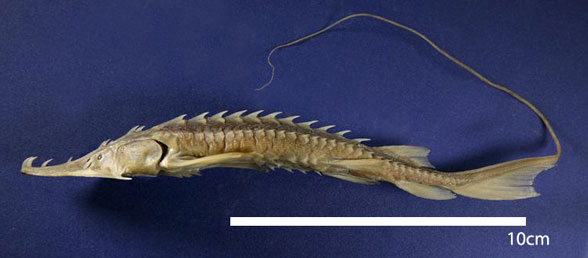 Pseudoscaphirhychus overall