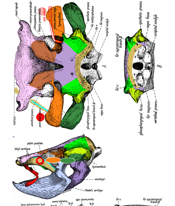 Rhincodon skull