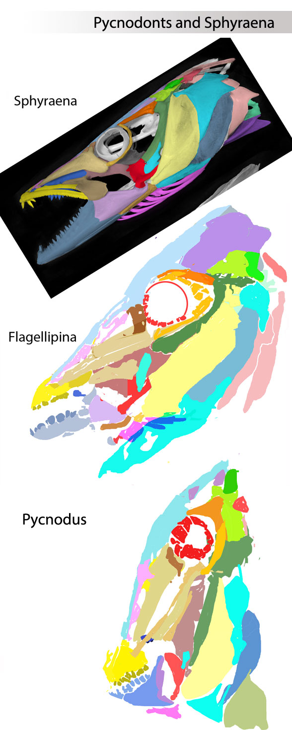 Sphyraena, Flagellipina and Pycnodus skulls