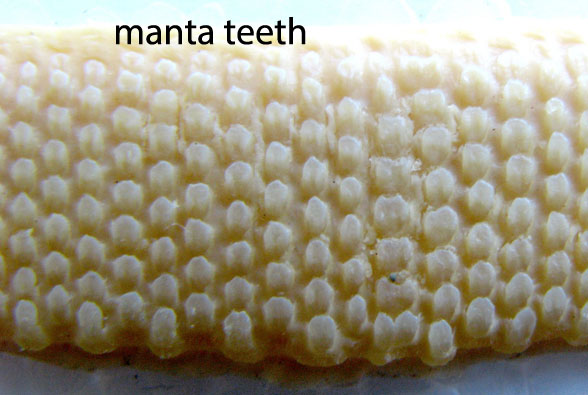 manta teeth
