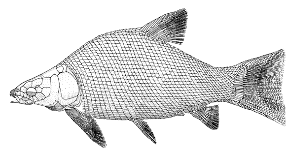 Thaiichthys overall