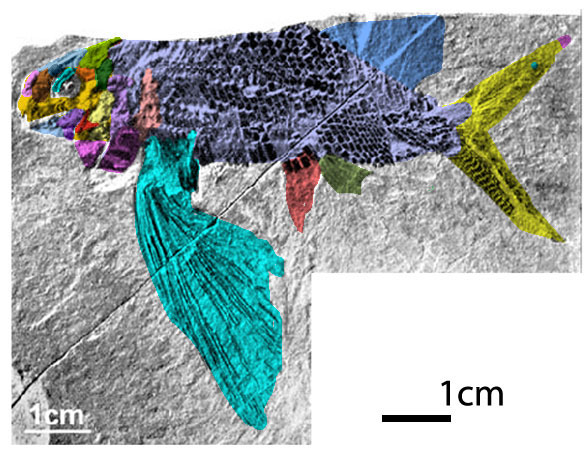 Thoracopterus in situ