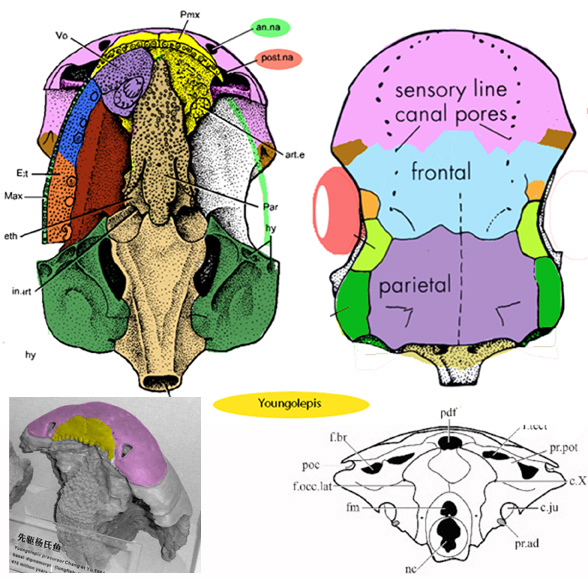 Youngolepis skull