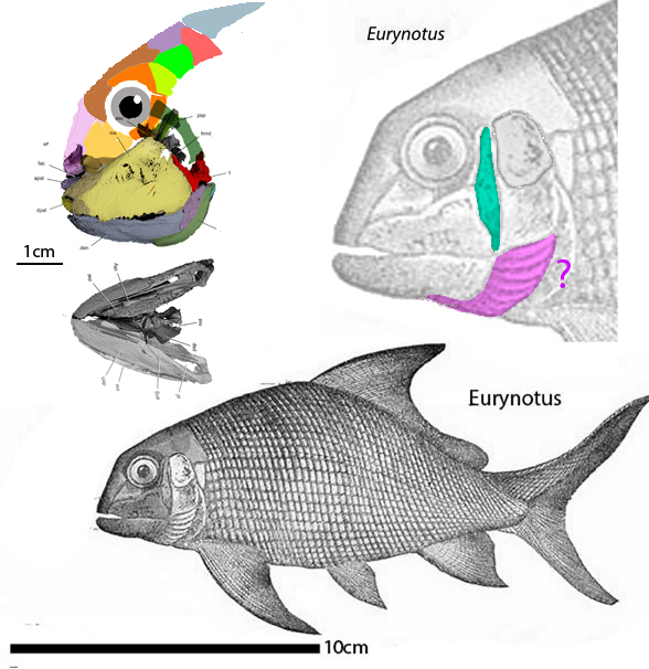 Eurynotus skull evolution
