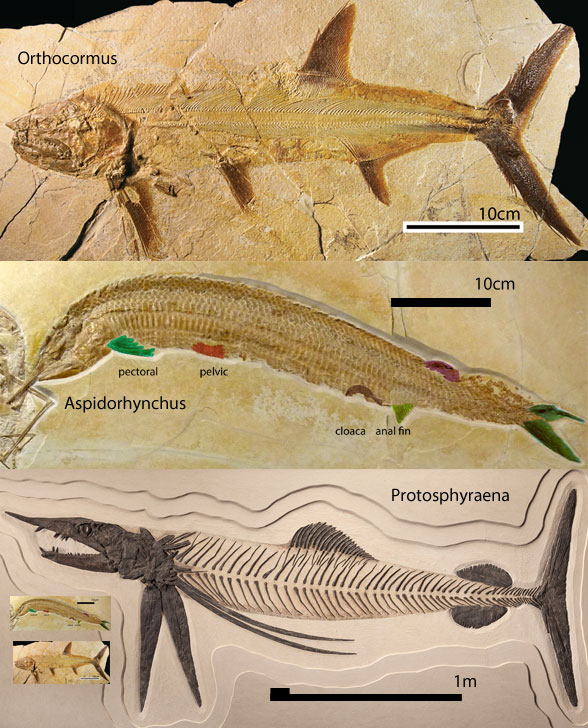 Orthocormus, Aspidorhynchus and Protosphyraena in situ