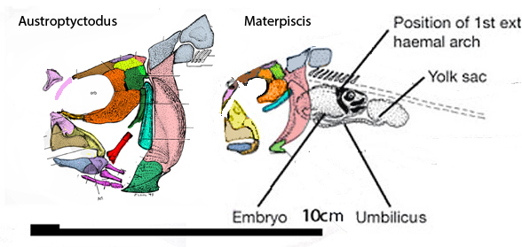 Materpiscis and Austrptyctodus