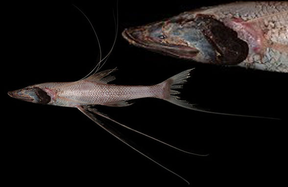 Bathypterois tripod fish in vivo