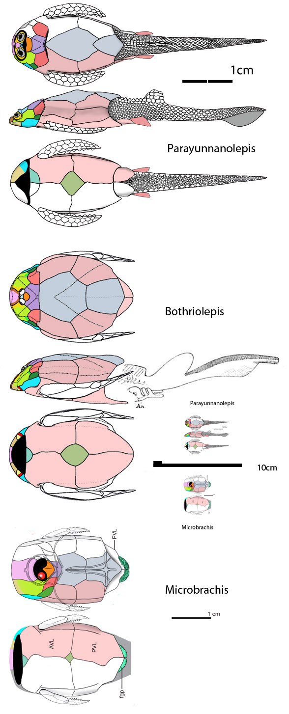 Microbrachius and Bothriolepis 