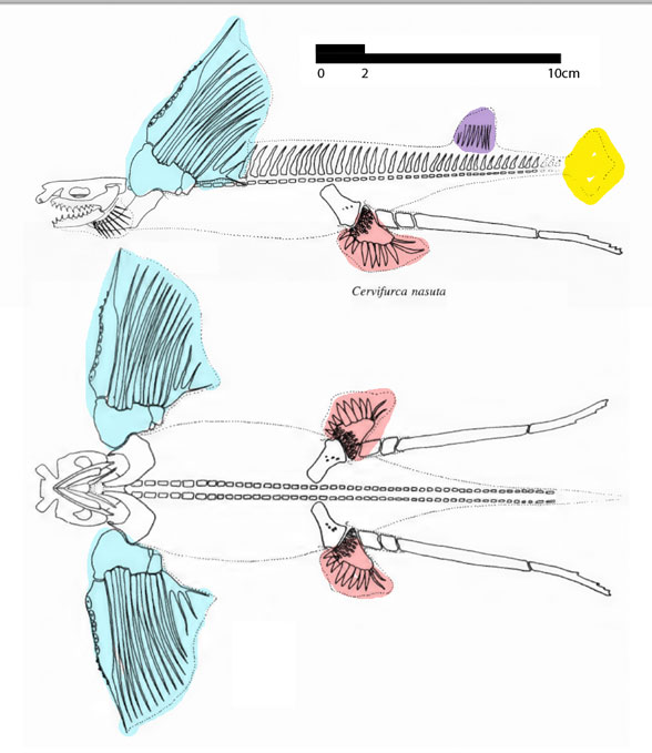 Cervifuca in lateral and ventral views