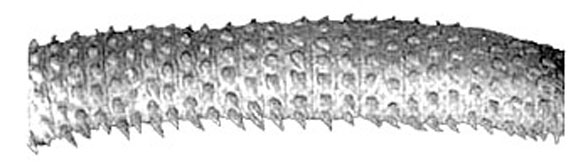 Cetorhinus teeth