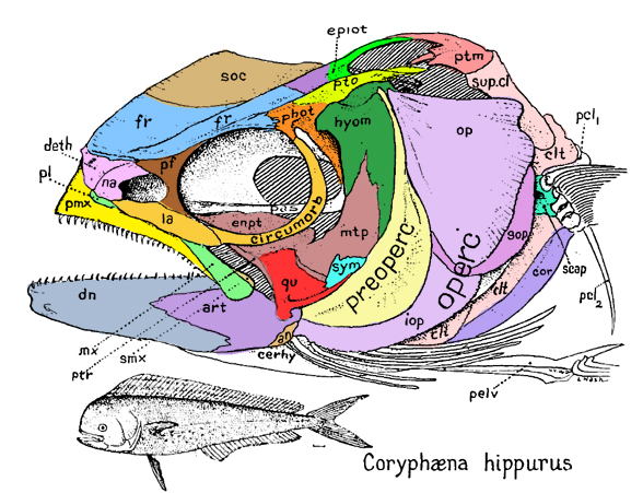 Coryphaena skull diagram