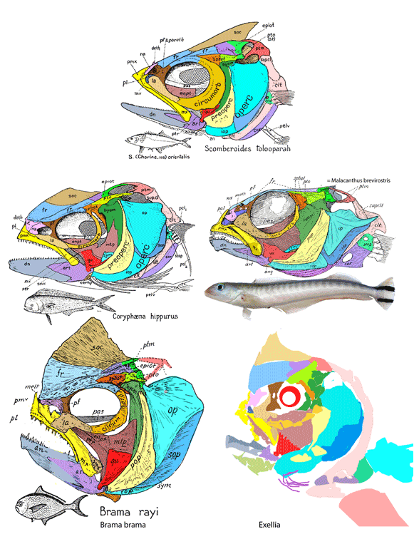 Coryphaena skulls compared
