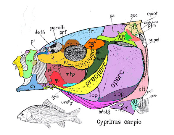 Cyprinus skull diagram