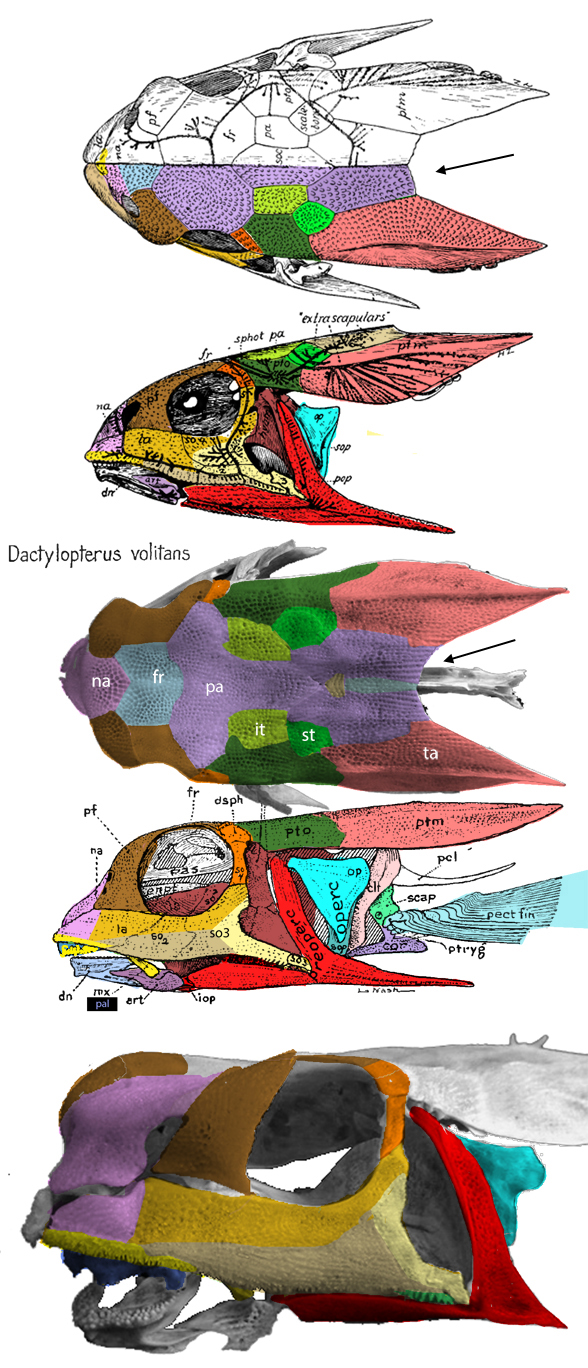 Dactylopterus skull